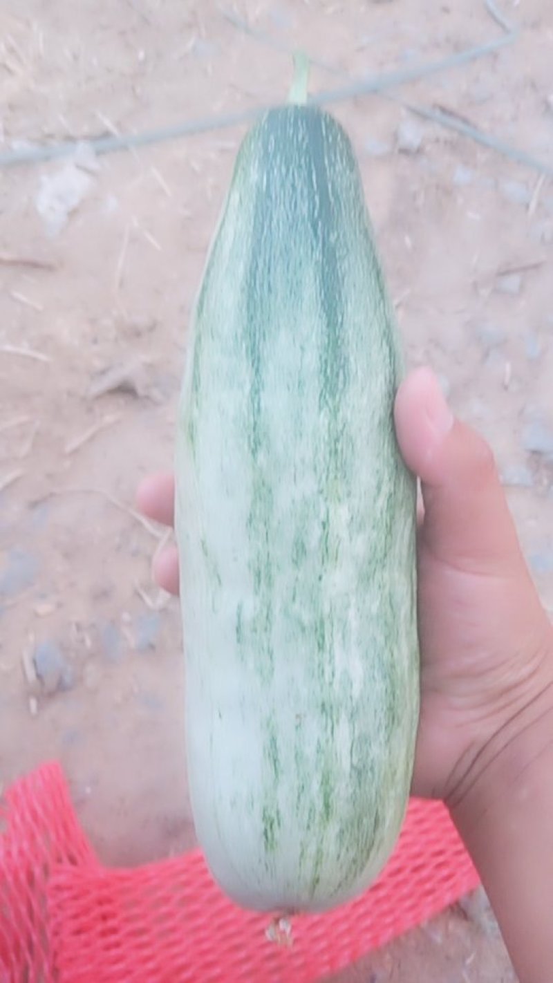 羊角密