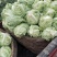 城固县牛芯包菜1斤以上正在大量上市中现货