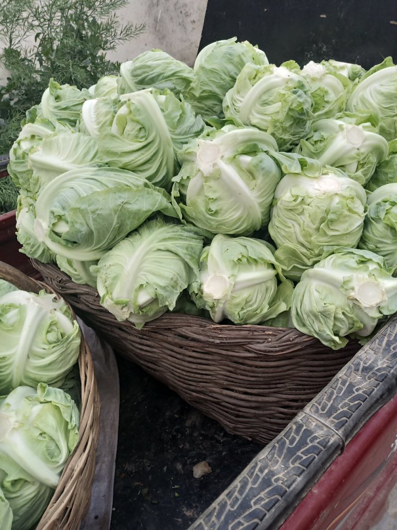 城固县牛芯包菜1斤以上正在大量上市中现货