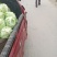 城固县牛芯包菜1斤以上正在大量上市中现货