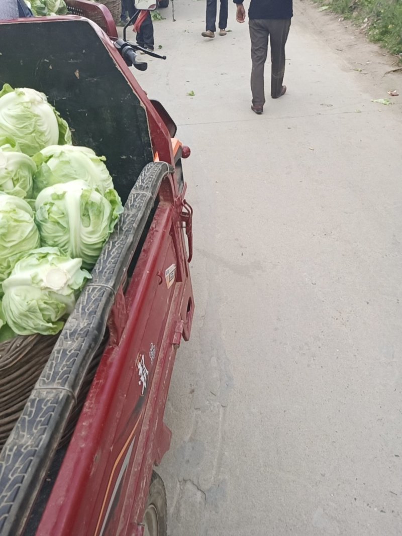 城固县牛芯包菜1斤以上正在大量上市中现货