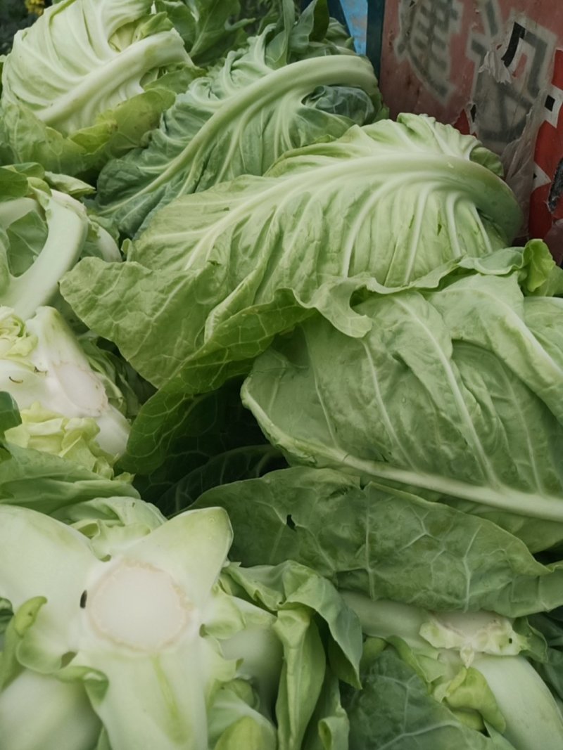城固县牛芯包菜1斤以上正在大量上市中现货
