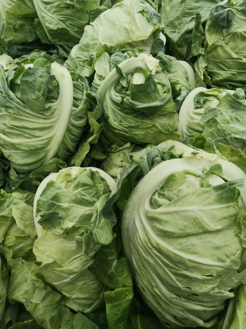 城固县牛芯包菜1斤以上正在大量上市中现货