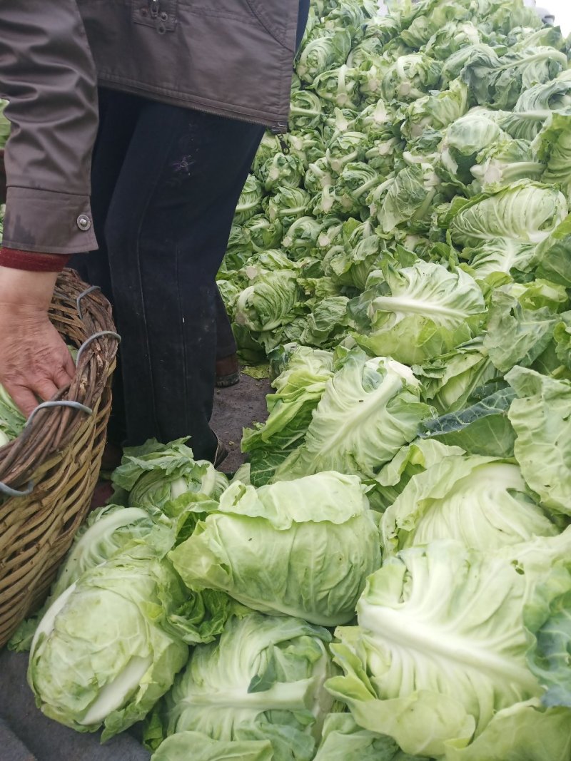 城固县牛芯包菜1斤以上正在大量上市中现货