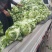 城固县牛芯包菜1斤以上正在大量上市中现货