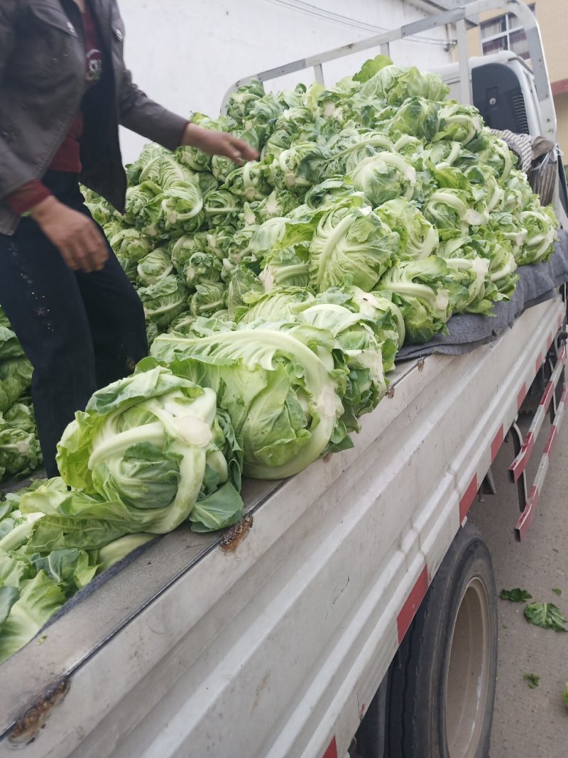 城固县牛芯包菜1斤以上正在大量上市中现货