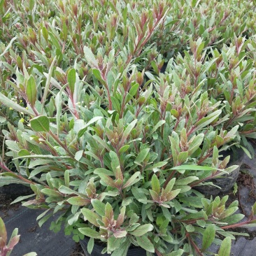 绿化植被