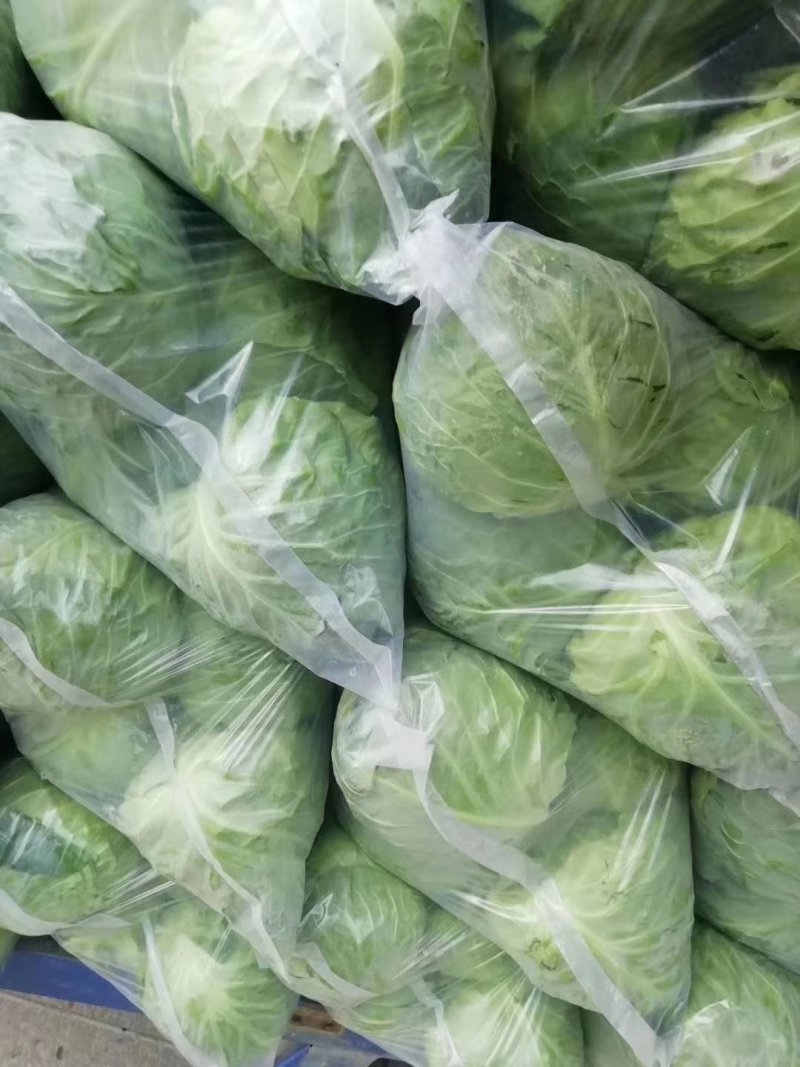 甘蓝二十一，精品绿甘蓝，精品中甘二十一