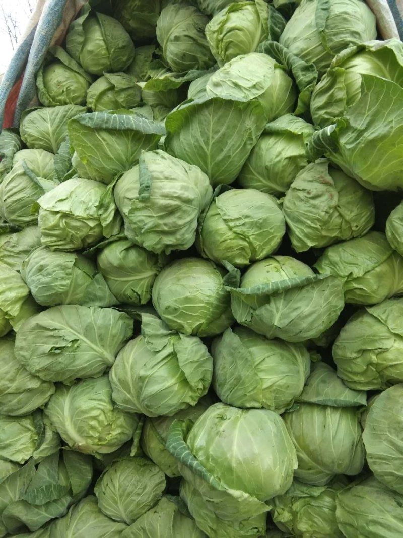 甘蓝二十一，精品绿甘蓝，精品中甘二十一