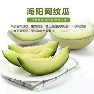 海阳特产网纹瓜
