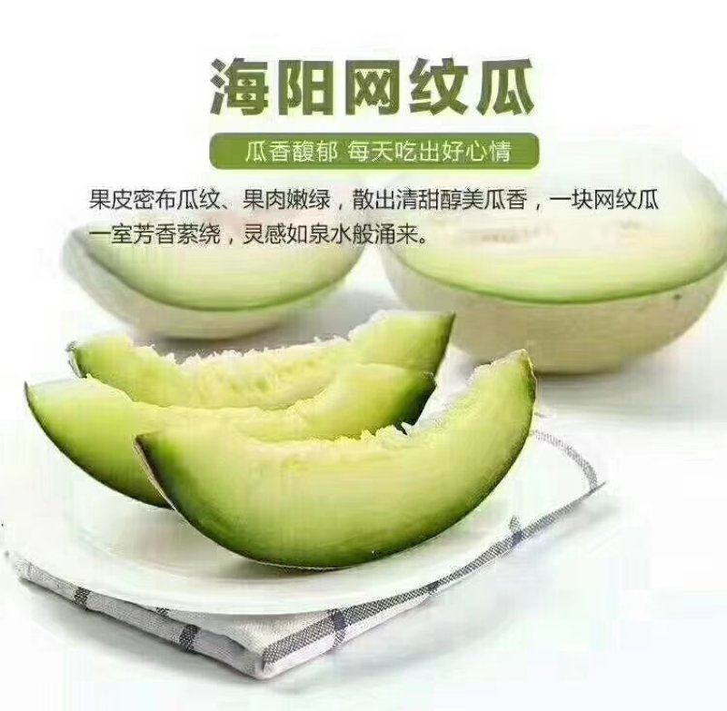 海阳特产网纹瓜