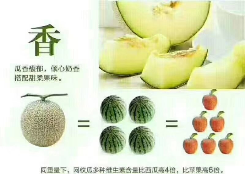 海阳特产网纹瓜