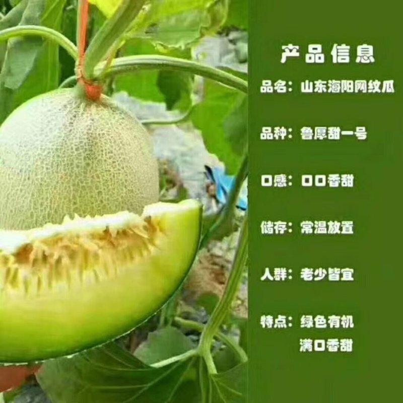 海阳特产网纹瓜