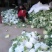 白花菜