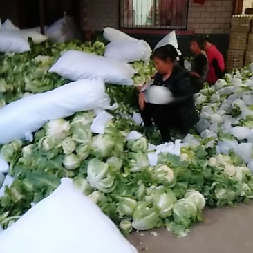 白花菜