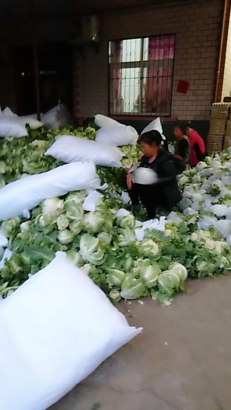 白花菜
