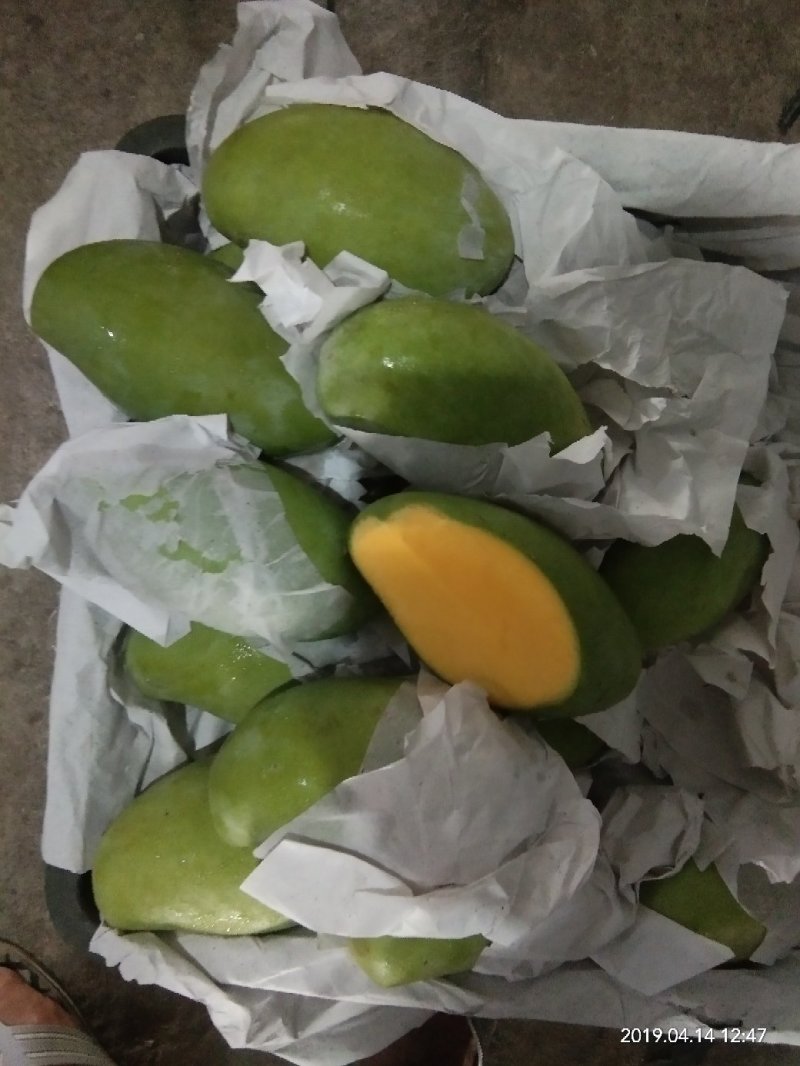 大青芒