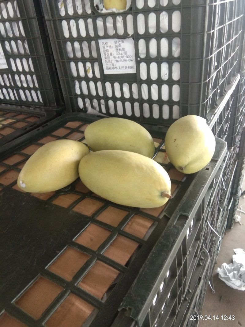 大青芒