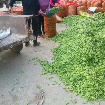 豌豆荚