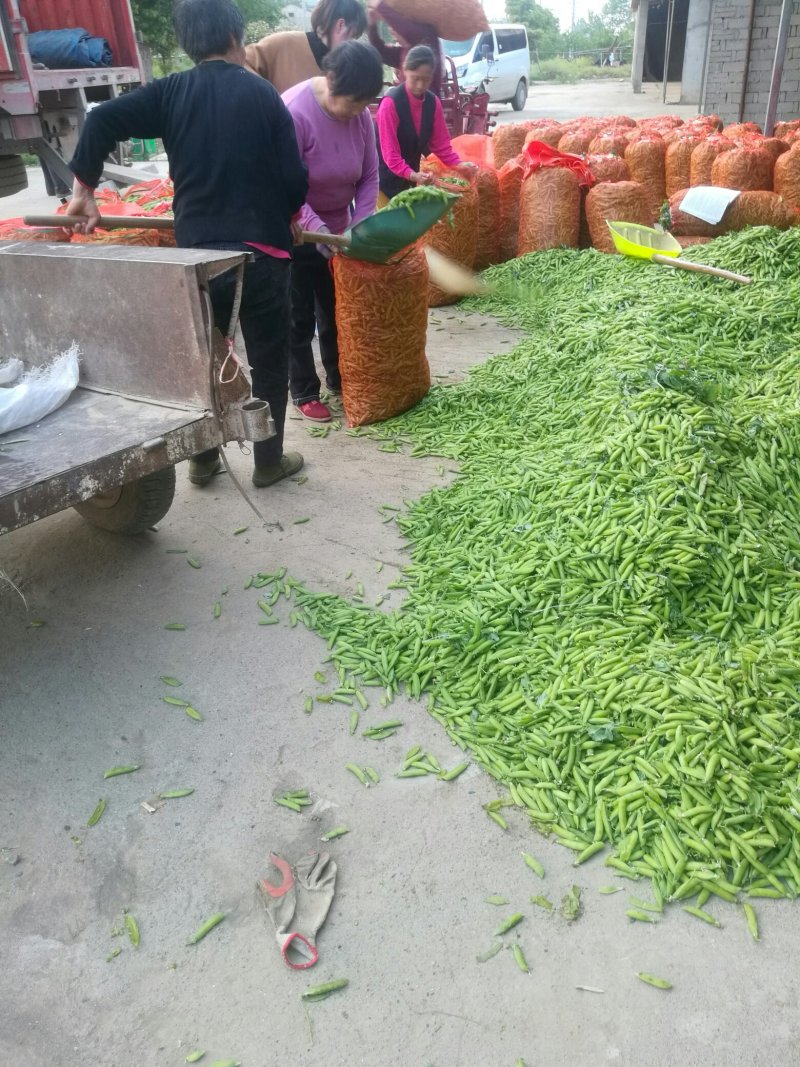豌豆荚