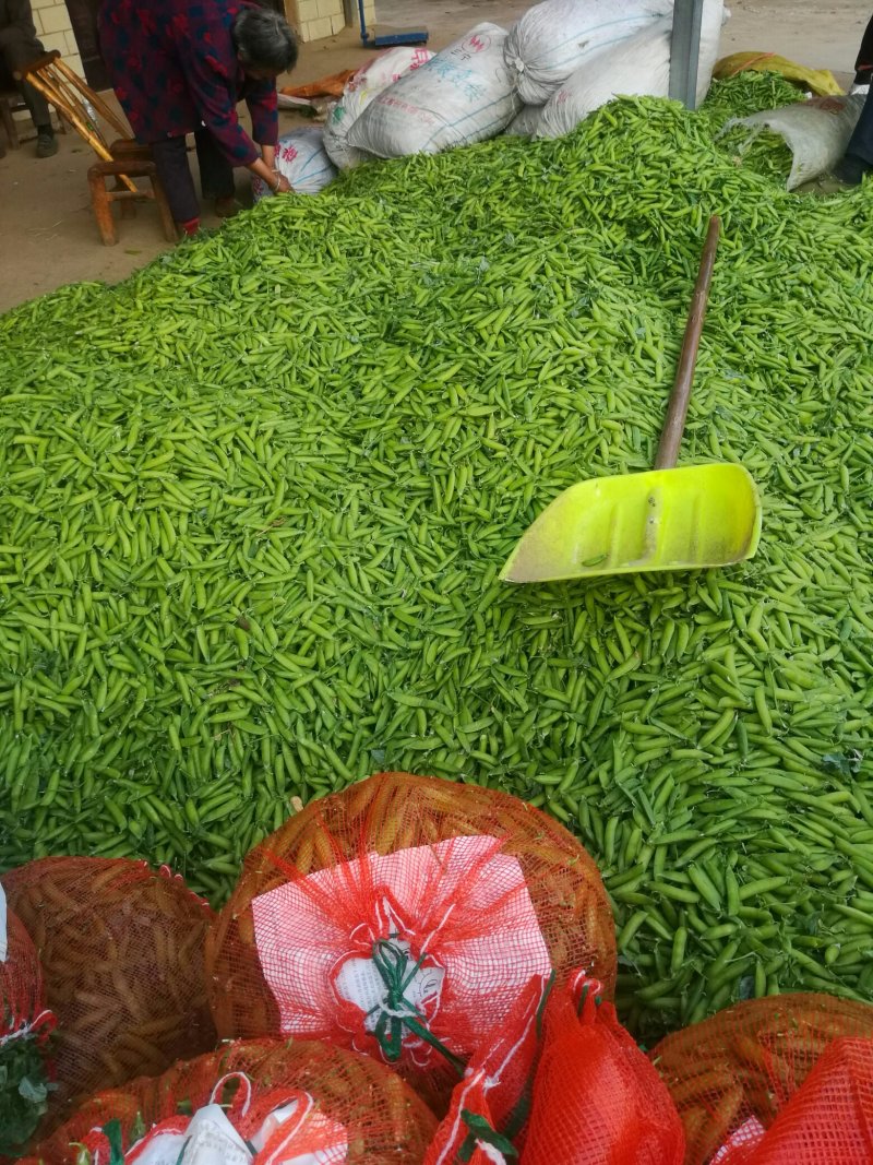 豌豆荚