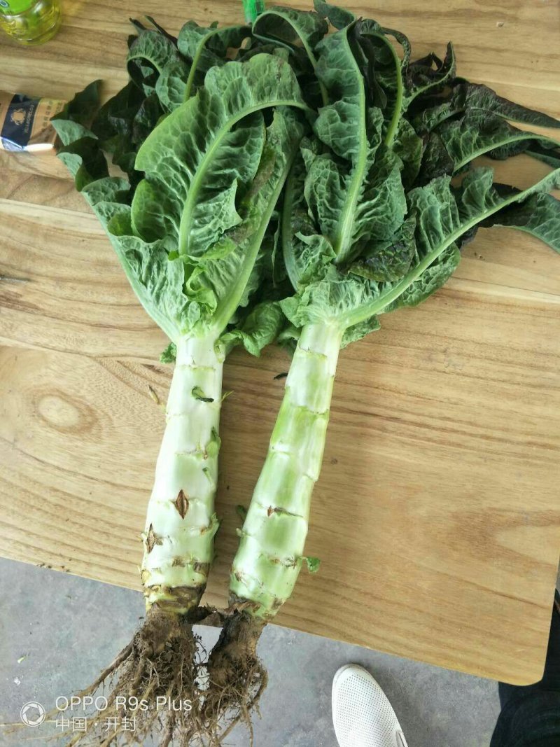 河南开封莴苣大量上市中求合作
