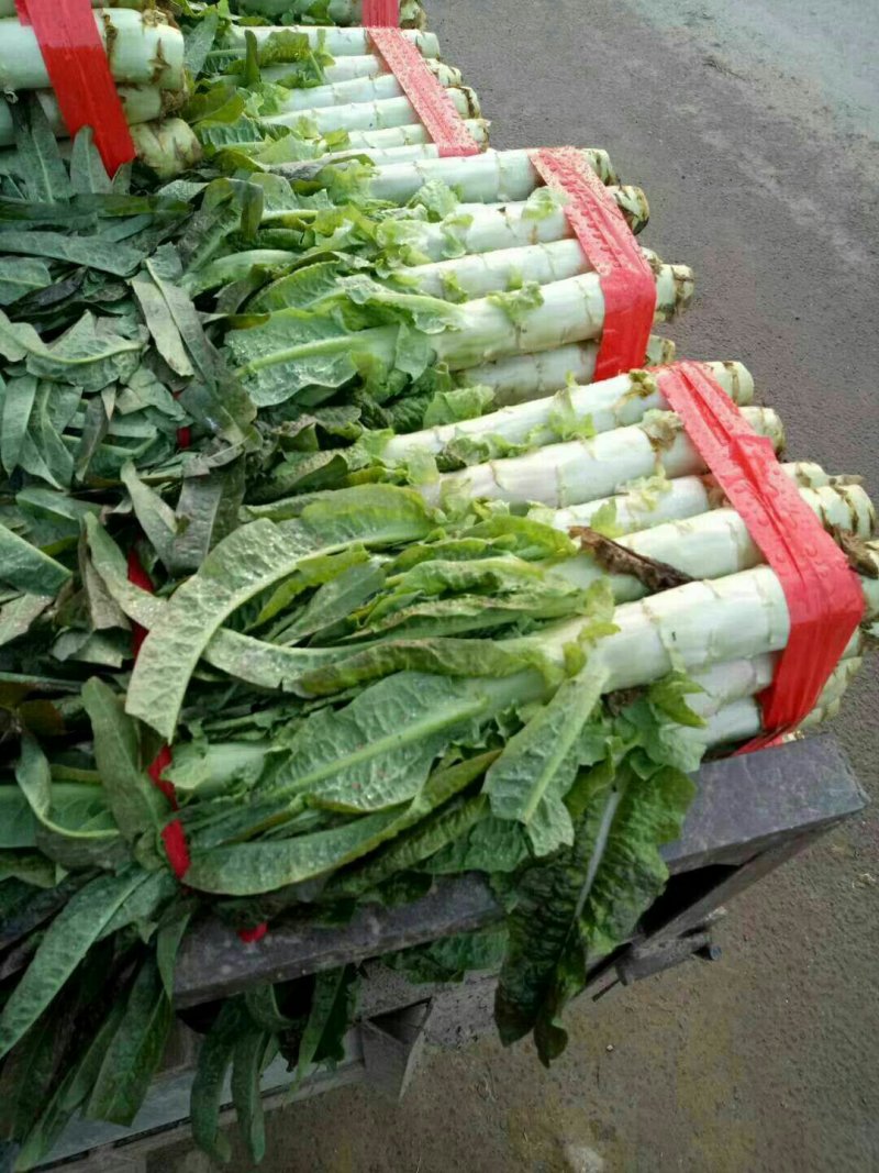 河南开封莴苣大量上市中求合作