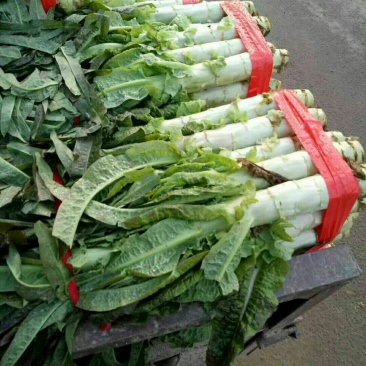 河南莴苣大量上市求合作