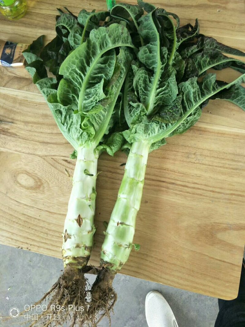 河南莴苣大量上市求合作