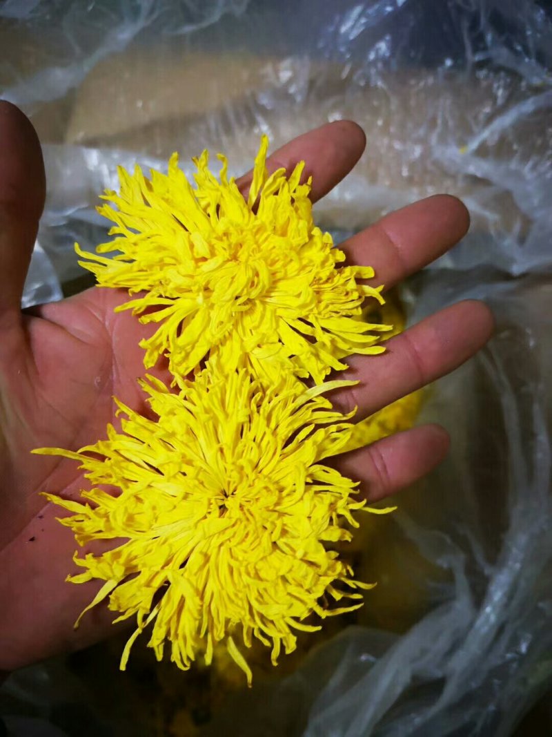 精品金丝皇菊