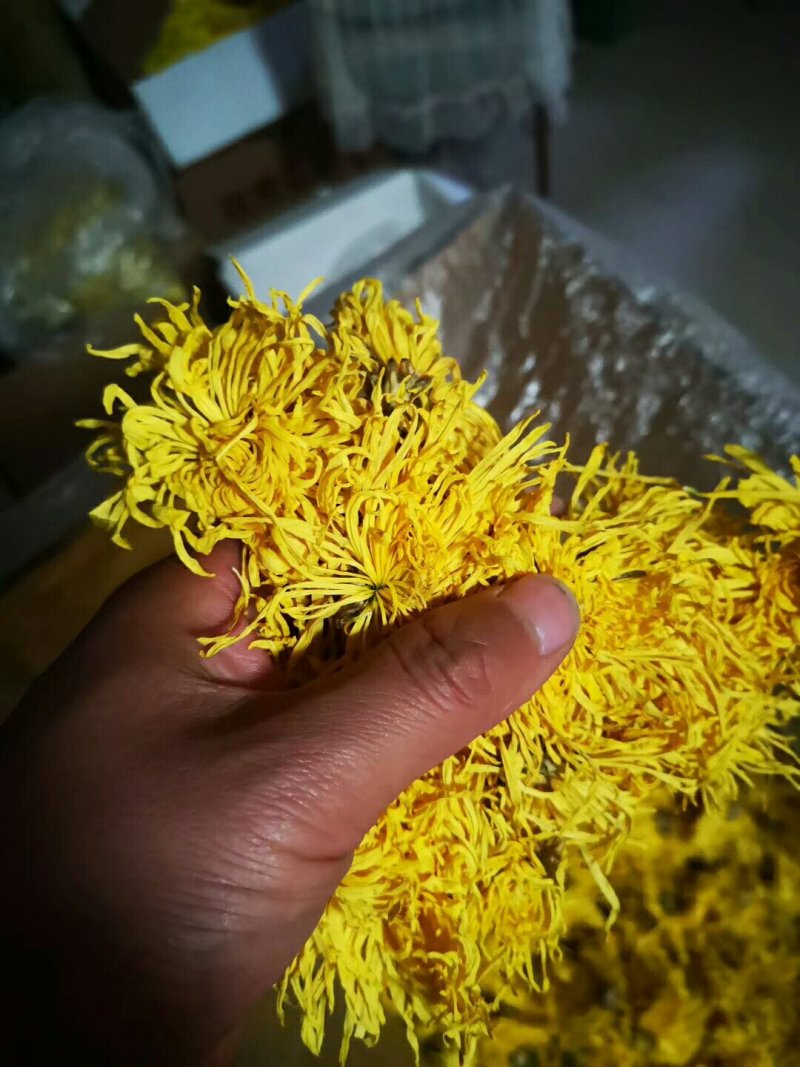 精品金丝皇菊