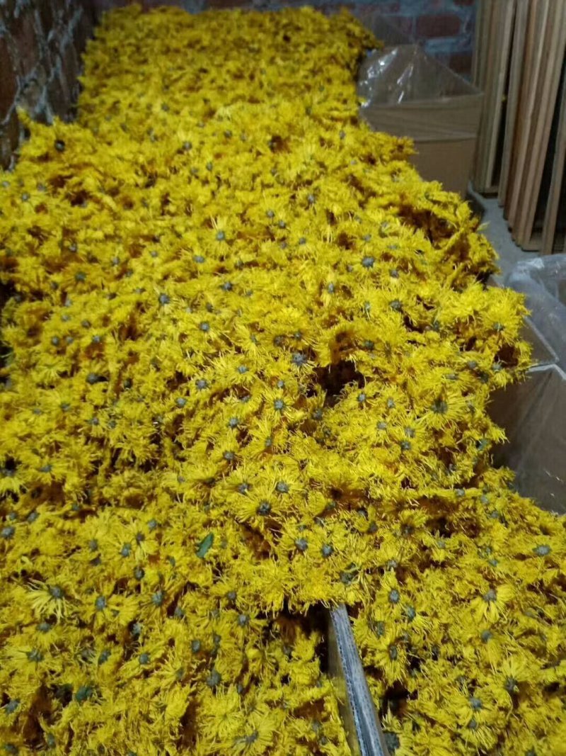 精品金丝皇菊