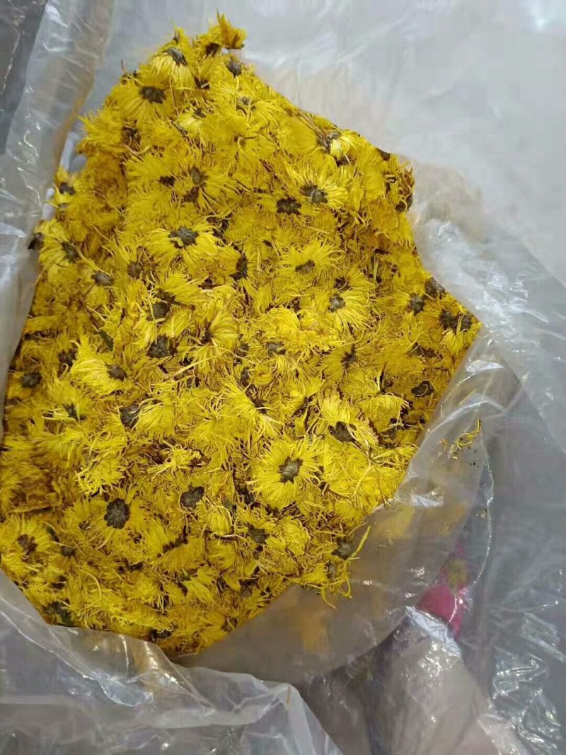 精品金丝皇菊