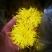 精品金丝皇菊