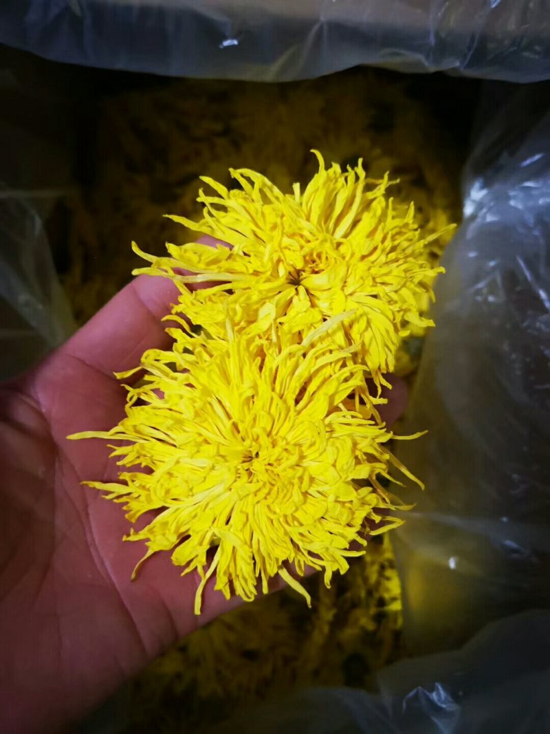 精品金丝皇菊