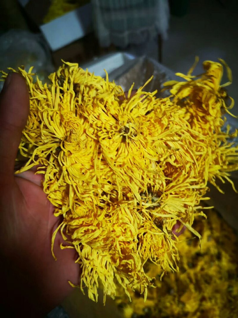 精品金丝皇菊