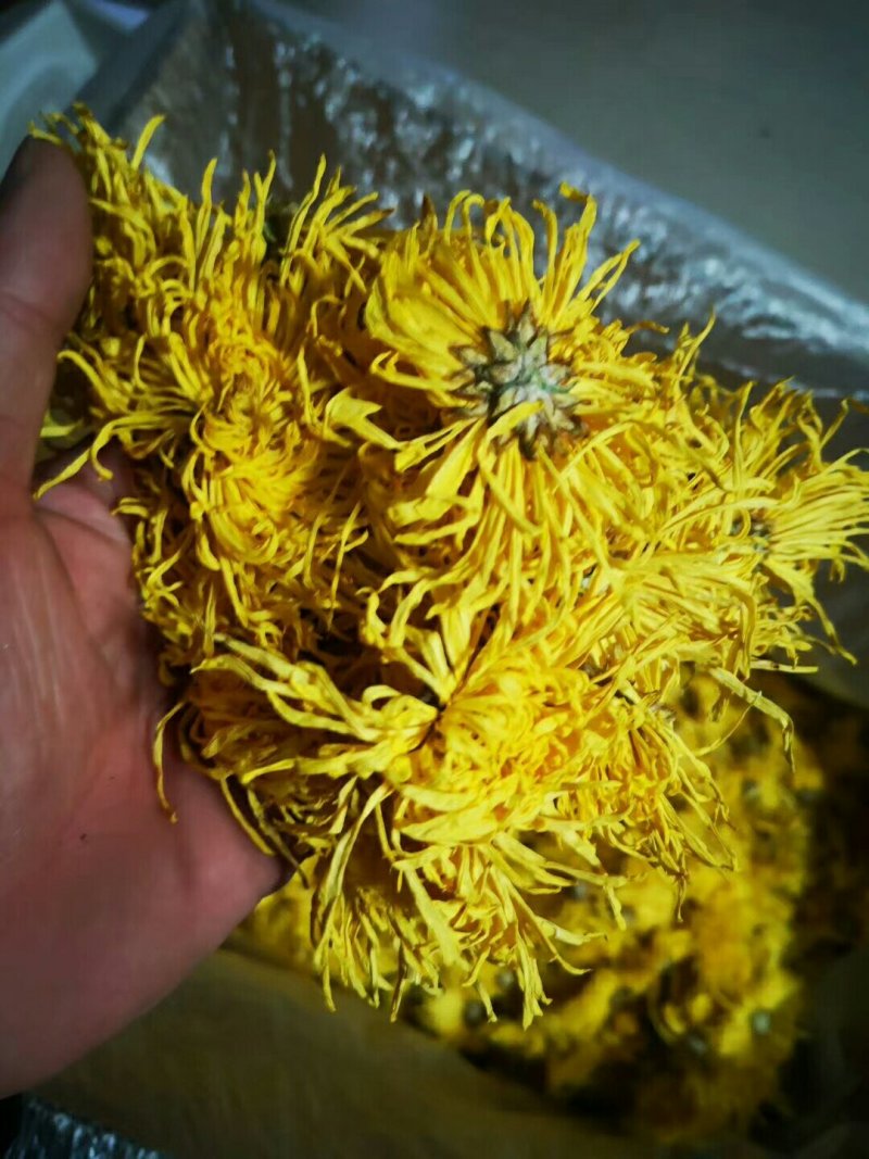 精品金丝皇菊