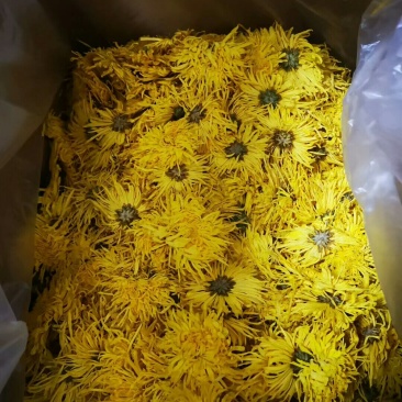 精品金丝皇菊