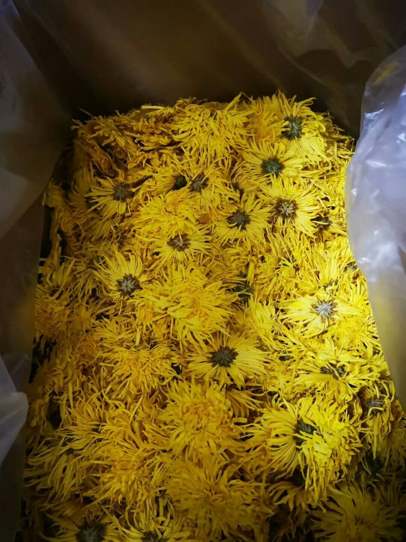 精品金丝皇菊