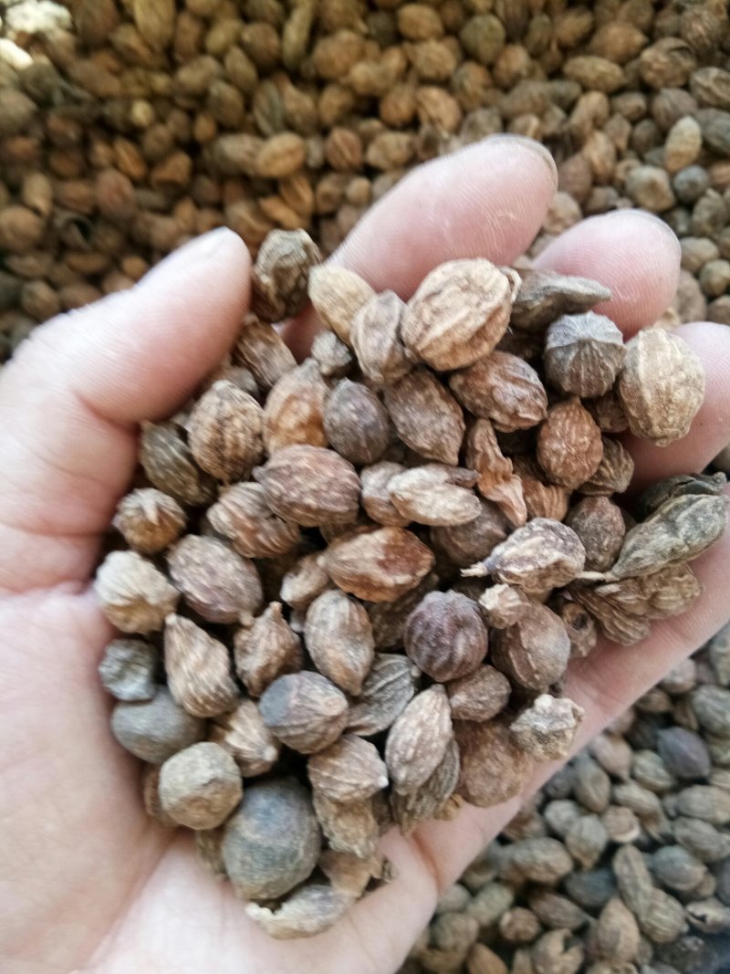 益智海南颗粒均匀批发各种中药材质量保证一公斤起
