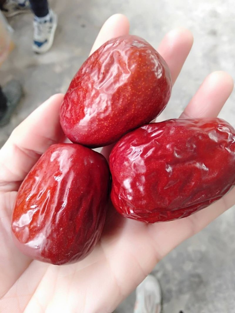 新疆和田玉枣
