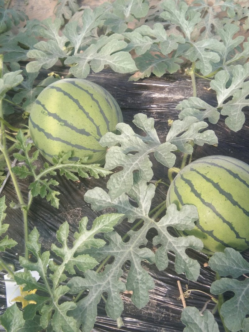 新京欣西瓜