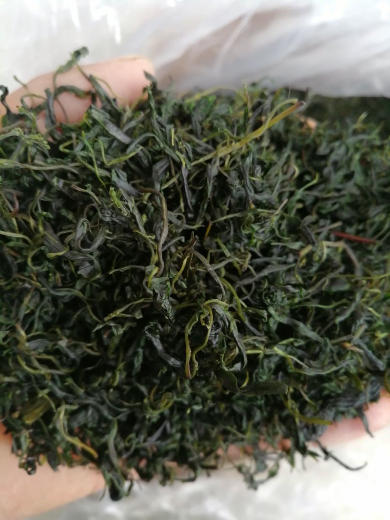 青山绿水，小叶毛冬青嫩芽，清香甘苦货干净漂亮