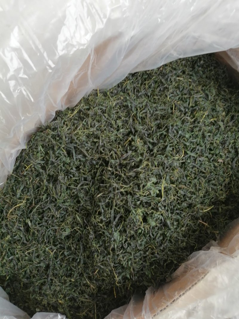 青山绿水，小叶毛冬青嫩芽，清香甘苦货干净漂亮