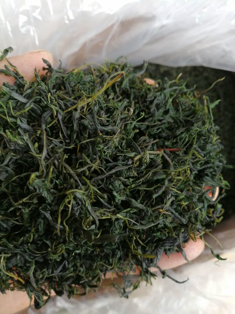 青山绿水，小叶毛冬青嫩芽，清香甘苦货干净漂亮