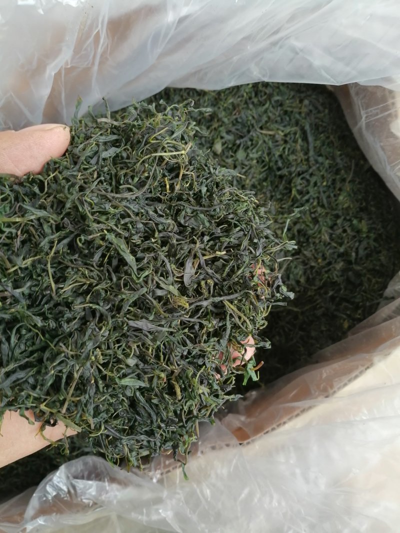青山绿水，小叶毛冬青嫩芽，清香甘苦货干净漂亮