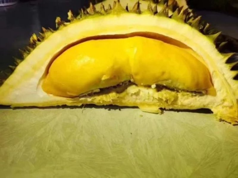 泰国金枕，托曼尼