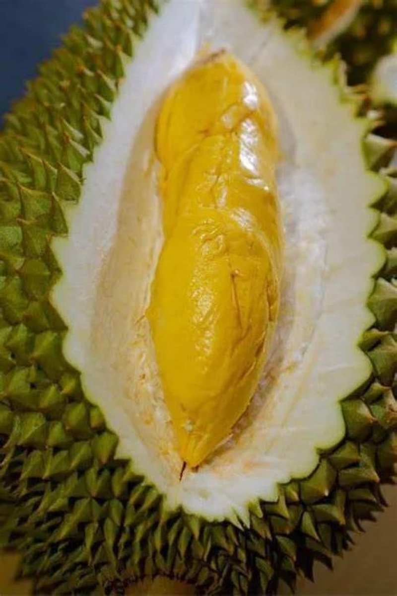 泰国金枕，托曼尼