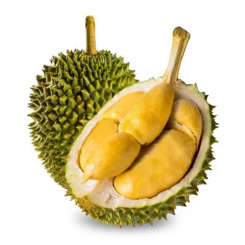 泰国金枕，托曼尼