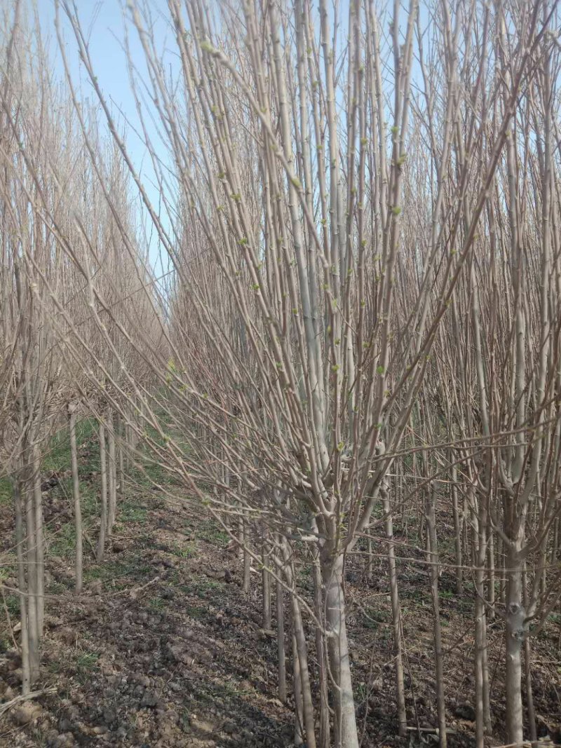 木槿